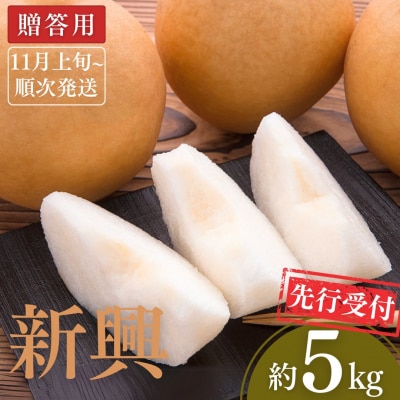 先行受付 和梨 新興 約5kg [2026年発送] 新潟県三条市産梨 [小林農園]【012P047】