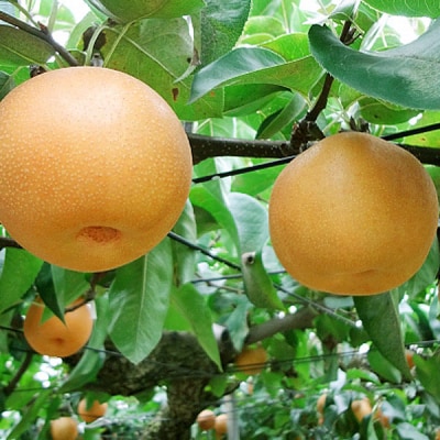 先行受付 和梨 新興 約5kg [2026年発送] 新潟県三条市産梨 [小林農園]【012P047】