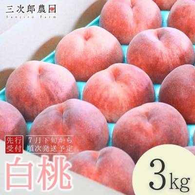 先行受付 白桃 約3kg(9玉～11玉入り)[7月下旬から発送予定][三次郎農園]【013S015】