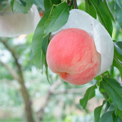 先行受付 白桃 約3kg(9玉～11玉入り)[7月下旬から発送予定][三次郎農園]【013S015】