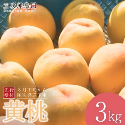先行受付 黄桃 約3kg(9玉～11玉入り)[8月下旬から発送予定][三次郎農園]【015S019】