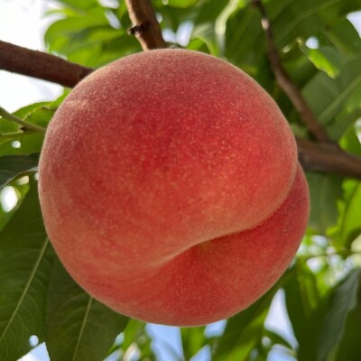 先行受付 桃(なつっこ) 3kg 令和8年度 新潟県産 桃 [さとうファーム]【014S009】