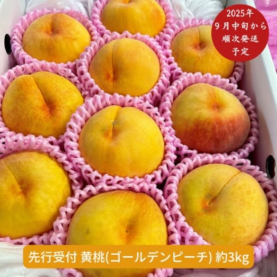 先行受付 黄桃(ゴールデンピーチ) 3kg [9月中旬から発送予] 新潟県産 黄桃【014S010】
