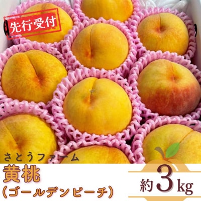 先行受付 黄桃 (ゴールデンピーチ) 3kg 令和8年度 新潟県産 【014S010】