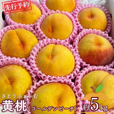 先行受付 黄桃 (ゴールデンピーチ) 3kg 令和8年度 新潟県産 【014S010】