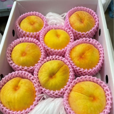 先行受付 黄桃 (ゴールデンピーチ) 3kg 令和8年度 新潟県産 【014S010】