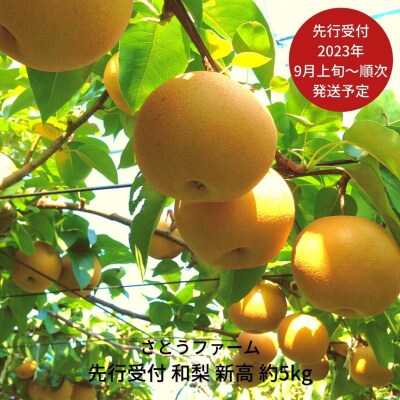 先行受付 和梨 新高 5kg [2023年発送予定] 新潟県産 梨【014S012】 | ふるさと納税のお礼品