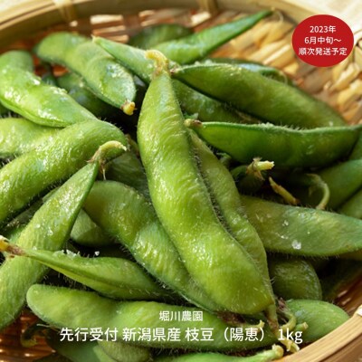 先行受付 新潟県産 枝豆 1kg 枝豆(陽恵) [堀川農園] 【010S136】 | ふるさと納税のお礼品