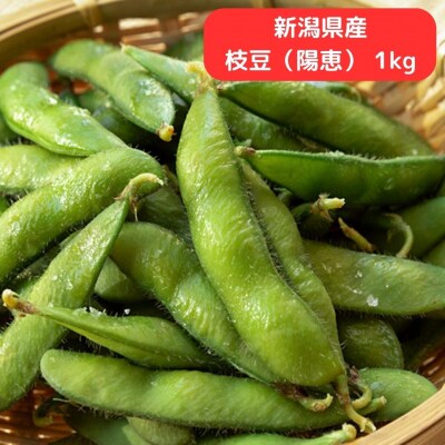 新潟県産 枝豆 1kg 枝豆(陽恵) [堀川農園] 【010S136】
