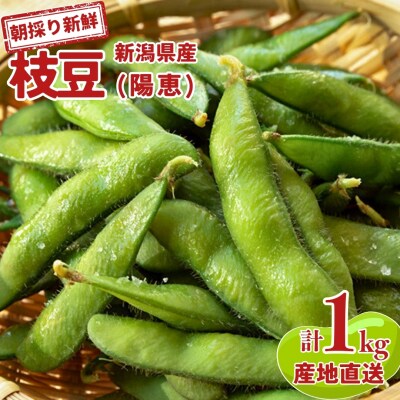 【先行予約】新潟県産 枝豆 1kg 朝採りをお届け 枝豆(陽恵) [堀川農園] 【010S136】