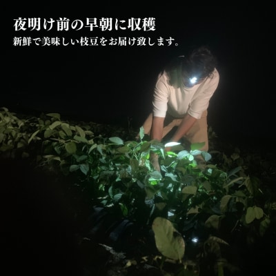 新潟県産 枝豆 1kg 朝採りをお届け 枝豆(陽恵) [堀川農園] 【010S136】