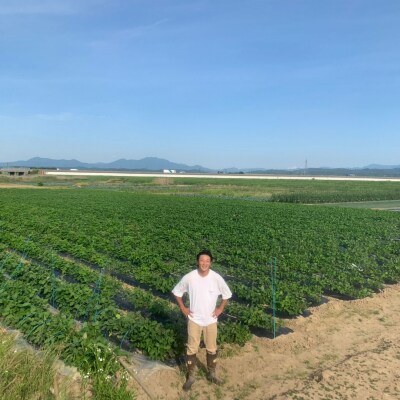 【先行予約】新潟県産 枝豆 1kg 朝採りをお届け 枝豆(陽恵) [堀川農園] 【010S136】