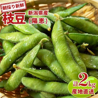 【先行予約】新潟県産 朝採り枝豆 2kg 枝豆(陽恵) [堀川農園]【020S016】