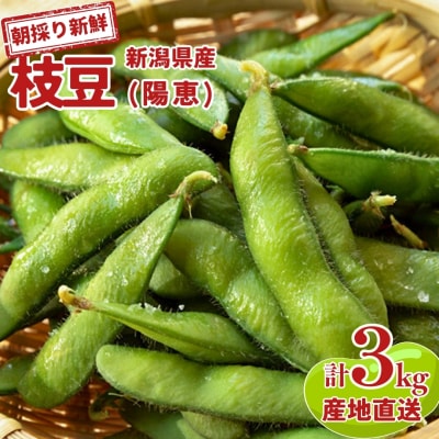 【先行予約】新潟県産 朝採り枝豆 3kg 枝豆(陽恵) [堀川農園]【030S009】