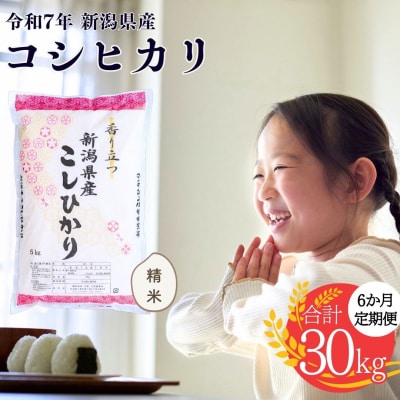 先行受付 [定期便] 新潟県産コシヒカリ 5kg6か月 精米 令和7年産 白熊【038S006】