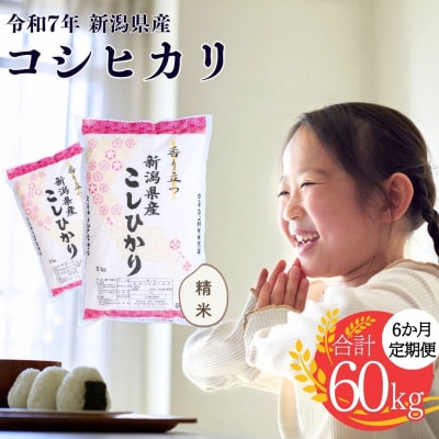 [定期便] 新潟県産コシヒカリ 10kg 6か月 精米 令和7年産 白熊 【076S001】