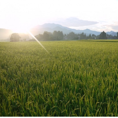 [定期便 2kg×6か月] 新潟県産 新之助 令和7年産 【025S013】