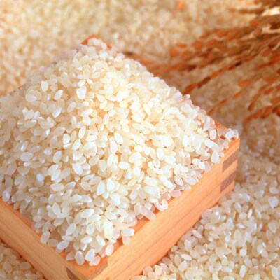先行受付 コシヒカリ 5kg 新潟県三条市下田産こしひかり 令和7年産 【010S180】