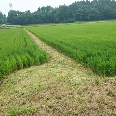 新米 新潟県産コシヒカリ 6kg (1kg×6) 特別栽培米 令和7年産米【020P096】