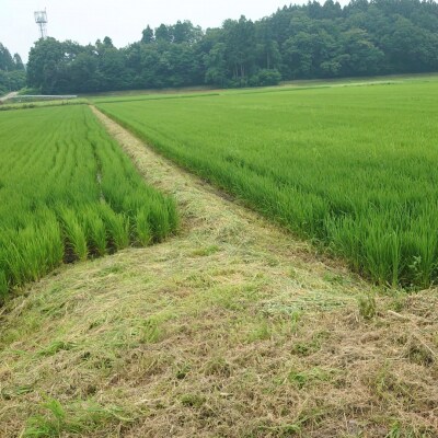 新潟県産コシヒカリ 6kg (1kg×6) 特別栽培米 令和7年産米【020P096】