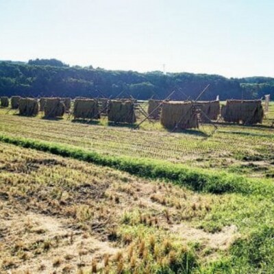 新潟県産コシヒカリ 6kg (1kg×6) 特別栽培米 令和7年産米【020P096】