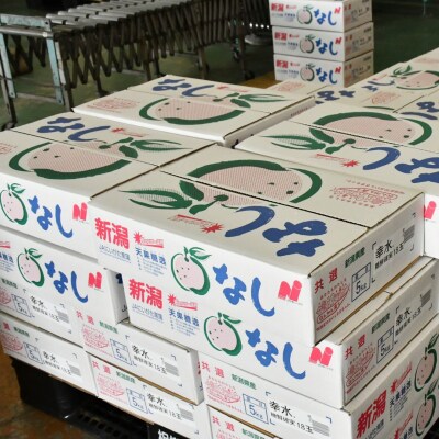 [2026年産先行受付] 和梨 新興 特秀品 約5kg 令和8年度 新潟県産 【013S032】