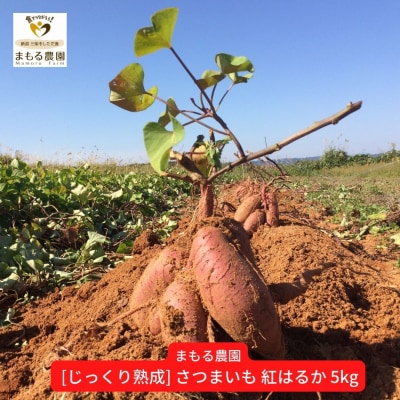 先行受付 さつまいも 紅はるか 熟成 5kg「越紅(こしのくれない)」 【010S205】