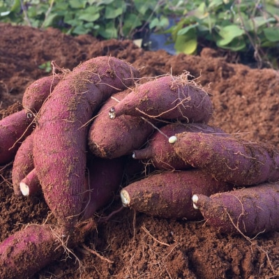 先行受付 さつまいも 紅はるか 熟成 5kg「越紅(こしのくれない)」 【010S205】