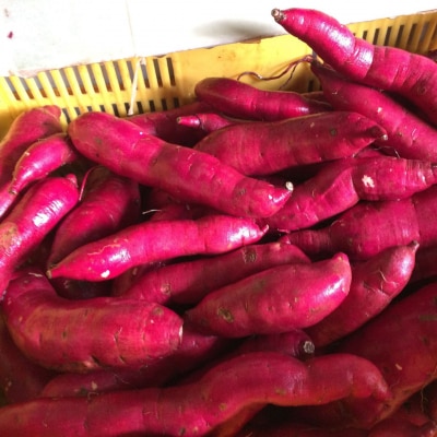 先行受付 さつまいも 紅はるか 熟成 5kg「越紅(こしのくれない)」 【010S205】