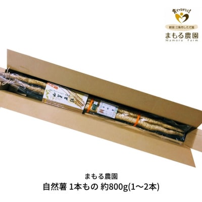 先行受付 自然薯 1本もの 約800g(1～2本) 山芋 [まもる農園]【010P125】