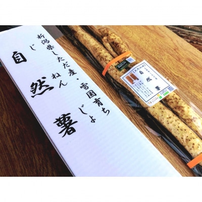 先行受付 自然薯 1本もの 約800g(1～2本) 山芋 [まもる農園]【010P125】