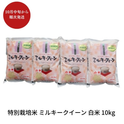 先行予約 特別栽培米 ミルキークイーン 白米 10kg 新潟県産 【018S019】