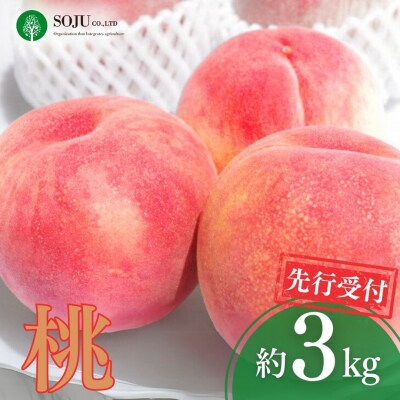 先行受付 桃 約3kg [2026年発送分] もも [三条果樹専門家集団]【017P014】