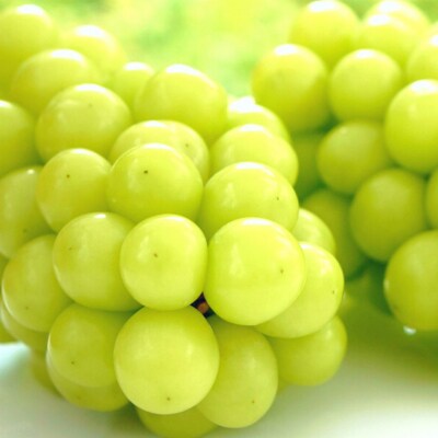 先行受付 シャインマスカット 2房 新潟県 三条市産 【016P032】