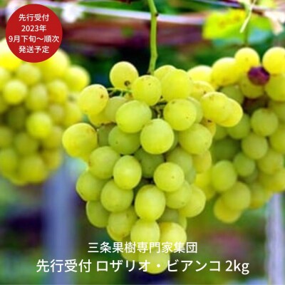 先行受付 ロザリオ・ビアンコ 2kg [2023年発送予定] [三条果樹専門家集団]【016P038 | ふるさと納税のお礼品