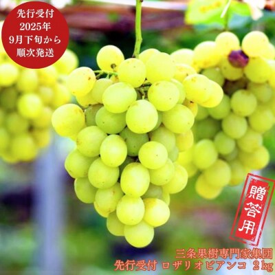先行受付 ぶどう ロザリオビアンコ 約2kg [9月下旬から発送予定] 新潟県 【016P038】