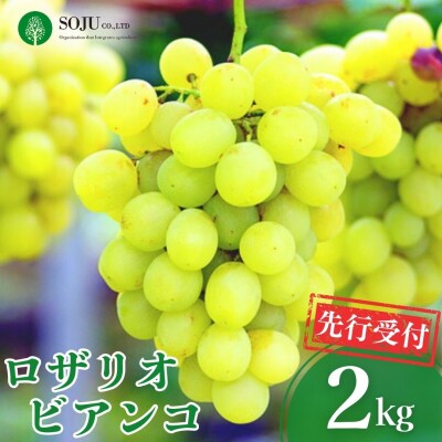 先行受付 ぶどう ロザリオビアンコ 約2kg 令和8年産 新潟県 【016P038】