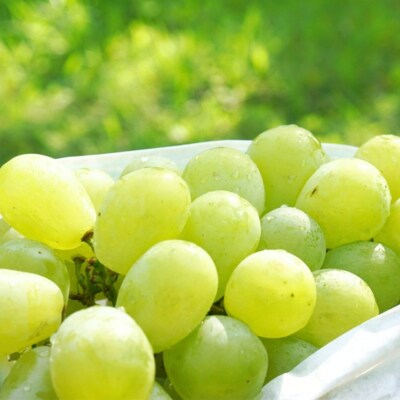 先行受付 ぶどう ロザリオビアンコ 約2kg 令和8年産 新潟県 【016P038】