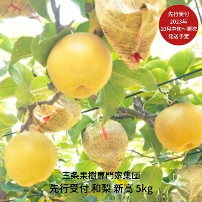 和梨 新高梨 5kg [2023年発送予定] 贈答用 ギフト【016P022】 | ふるさと納税のお礼品