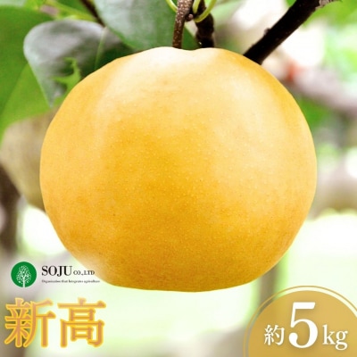 和梨 新高梨 約5kg 新潟県 三条市産 【016P022】