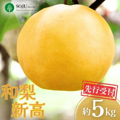 和梨 新高梨 約5kg 令和8年産 新潟県 三条市産 【016P022】