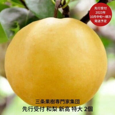 和梨 特大 新高梨 2個 [2023年発送予定] 贈答用 ギフト【016P028】 | ふるさと納税のお礼品
