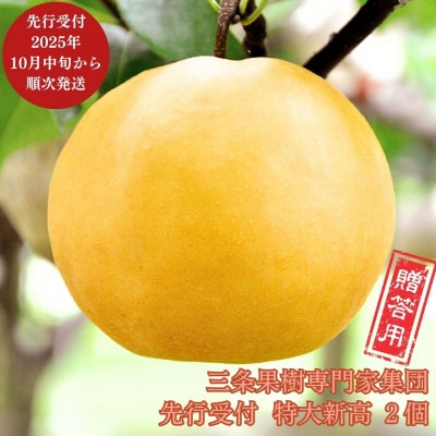 先行受付 和梨 特大新高梨 2個 [10月中旬から発送予定] 新潟県産 三条市産 【016P028】