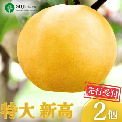 和梨 特大新高梨 2個 令和8年産 新潟県産 三条市産 【016P028】