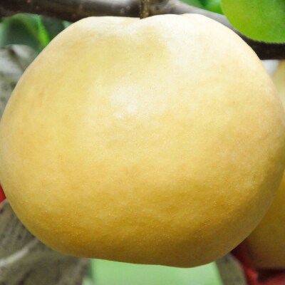 和梨 特大新高梨 2個 令和8年産 新潟県産 三条市産 【016P028】