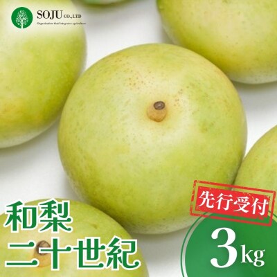 先行受付 和梨 二十世紀 約3kg 令和8年産 新潟県 三条市産【016P034】