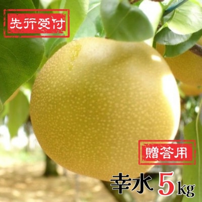 先行受付 和梨 幸水 5kg [8月下旬～発送予定] 新潟県産 梨 [岩福農園]【010P045】