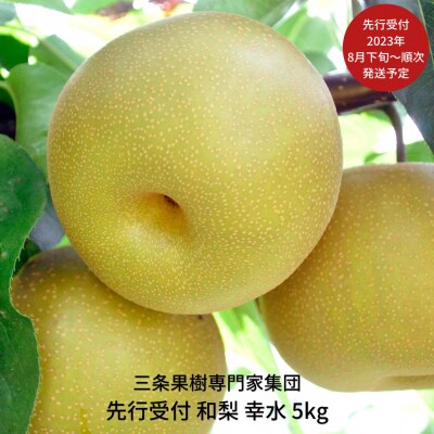 先行受付 和梨 幸水 5kg [2023年発送予定] 和梨 幸水梨  【016P019】