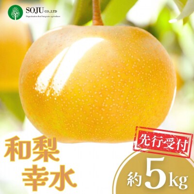 先行受付 和梨 幸水 約5kg  令和8年産 新潟県 【016P019】