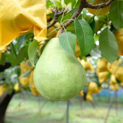 先行受付 ル レクチェ 4kg 8～14玉 西洋梨 贈答用 洋梨 [渡辺果樹園] 【024S019】